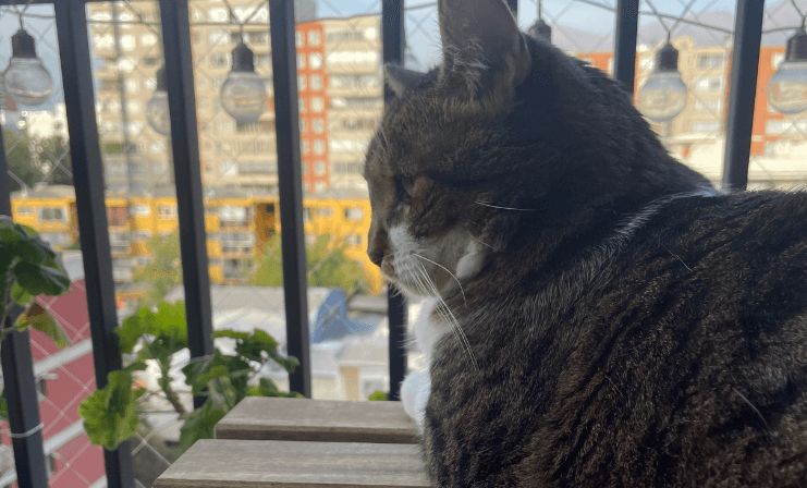 Pet Living: tendencia que integra la convivencia entre residentes y mascotas
